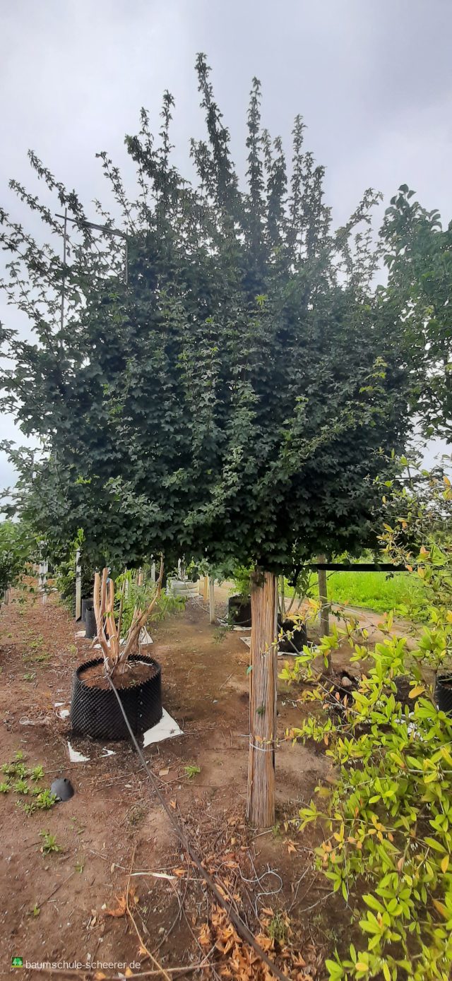 Feldahorn 'Elsrijk'
