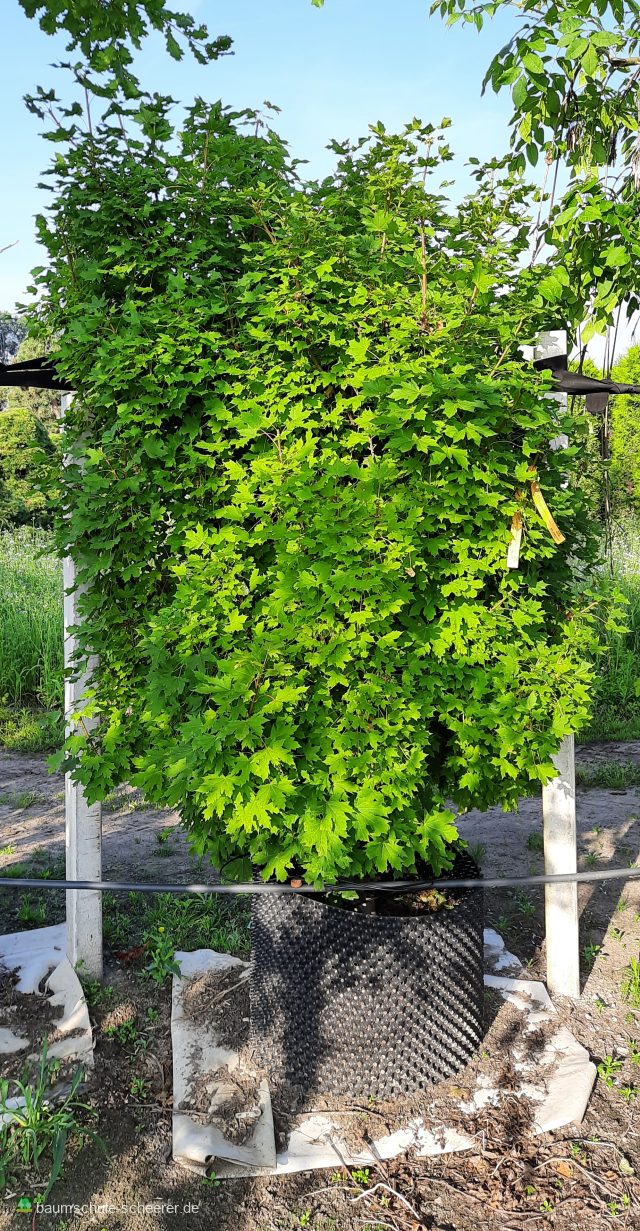 Säulenspitzahorn 'Jirka'