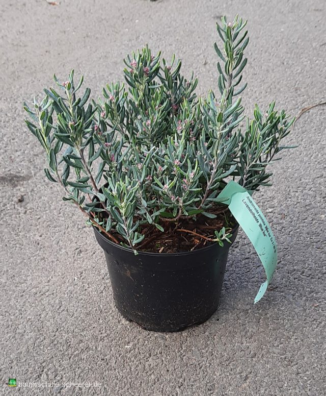 Lavendelheide 'Blue Ice'