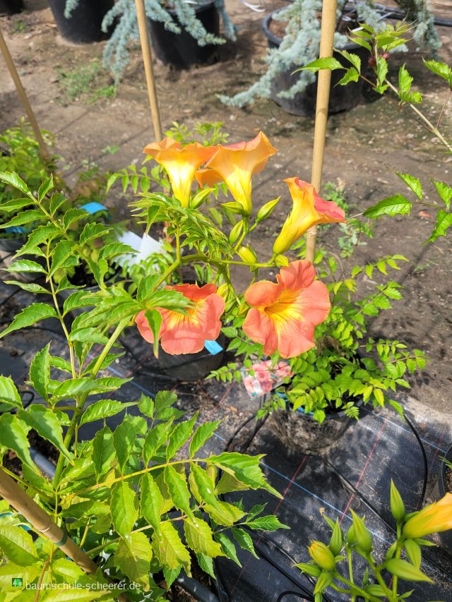 Trompetenblume