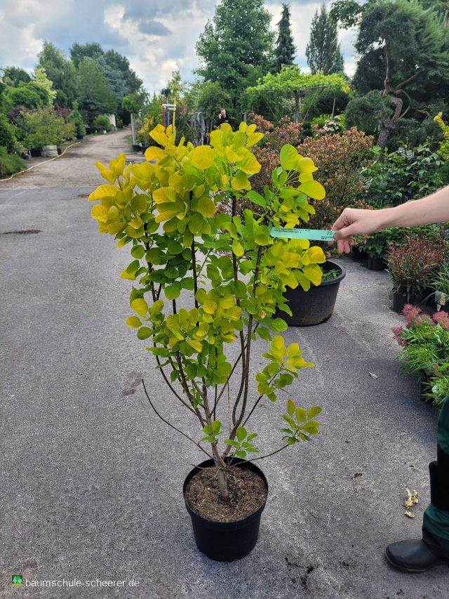 Perückenstrauch 'Golden Spirit'  -R-