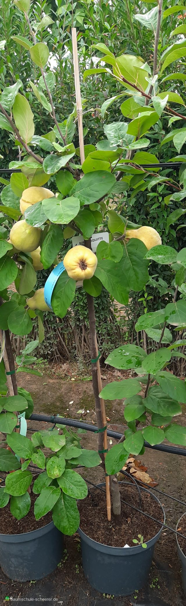 Birnenquitte 'Naja'