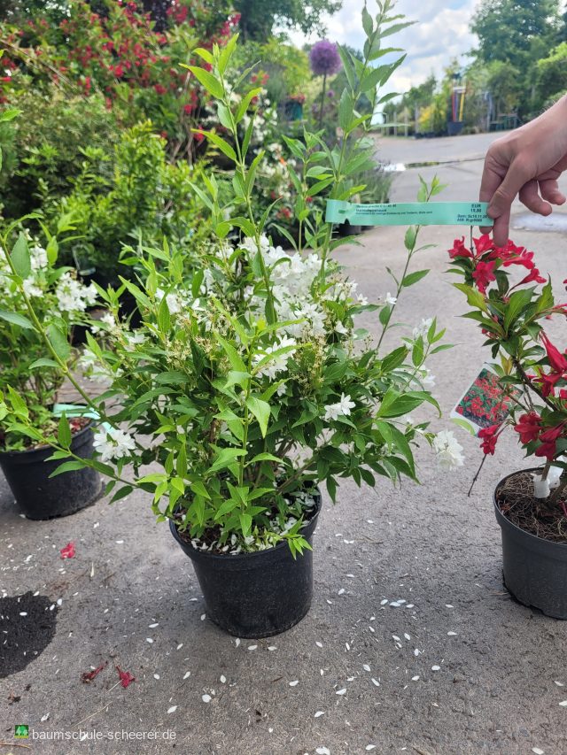 Maiblumenstrauch