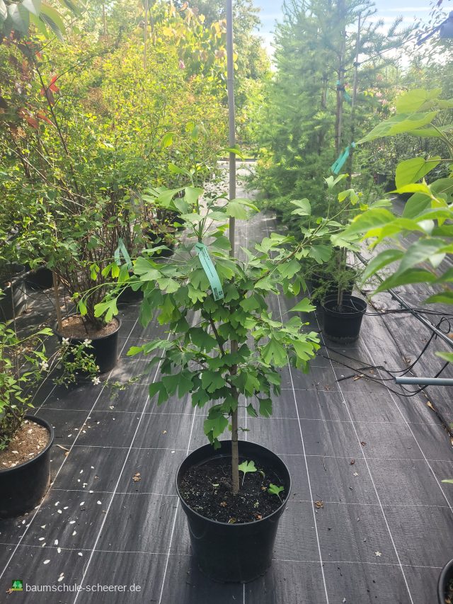 Fächerblattbaum