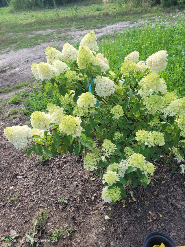 Rispenhortensie 'Skyfall'  -R-