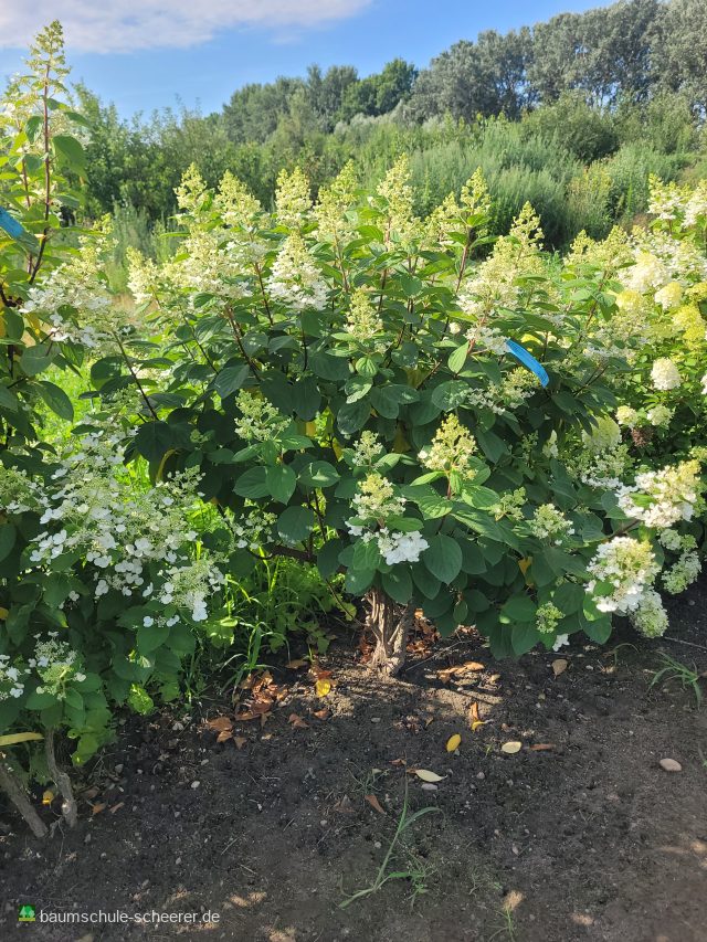Rispenhortensie 'Kyushu'