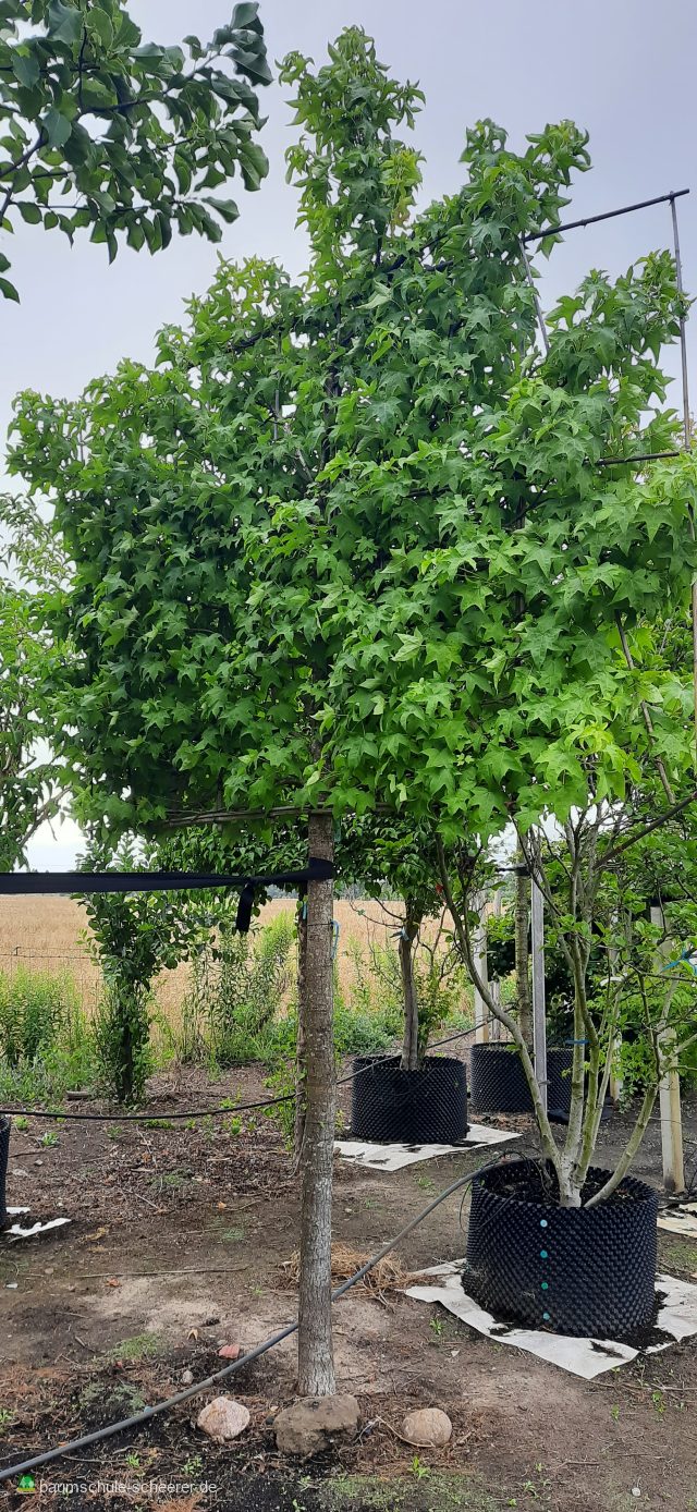 Amberbaum 'Worplesdon'