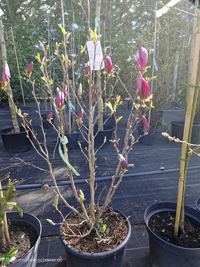 Niedrige Magnolie 'Susan'