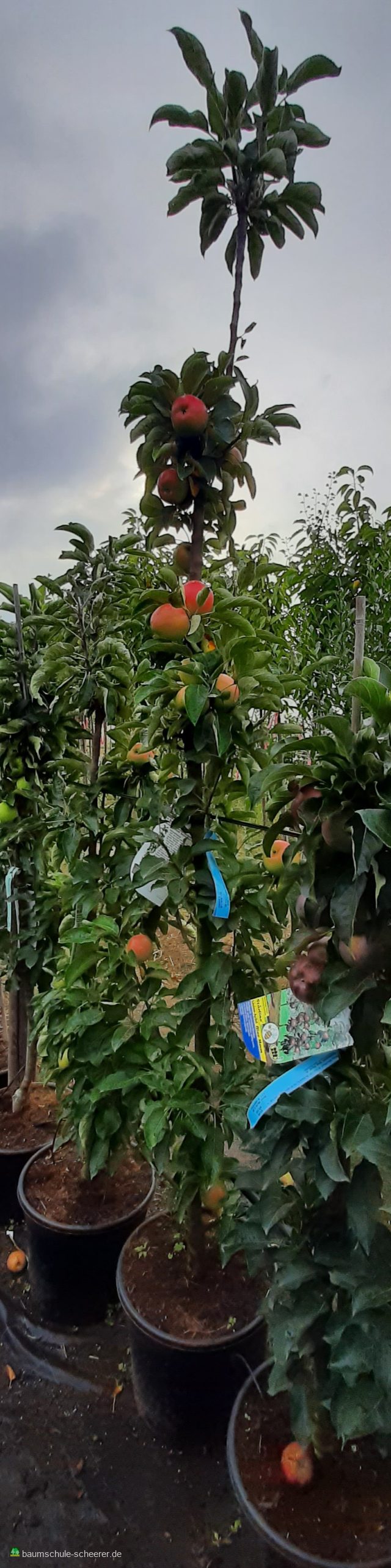 Säulenapfel 'Fire Dance'  -R-