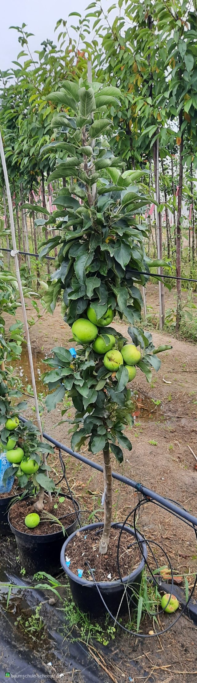 Säulenapfel 'Greencats'  -R-
