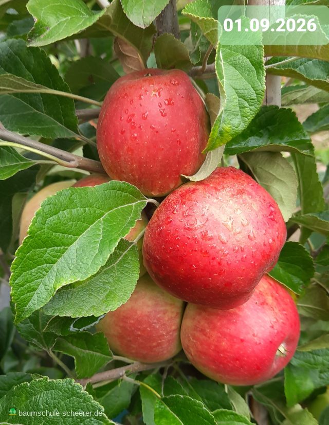 Zwergapfel 'Mini Cox Orange'