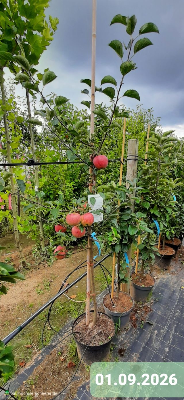 Apfel 'Resi'  -S-
