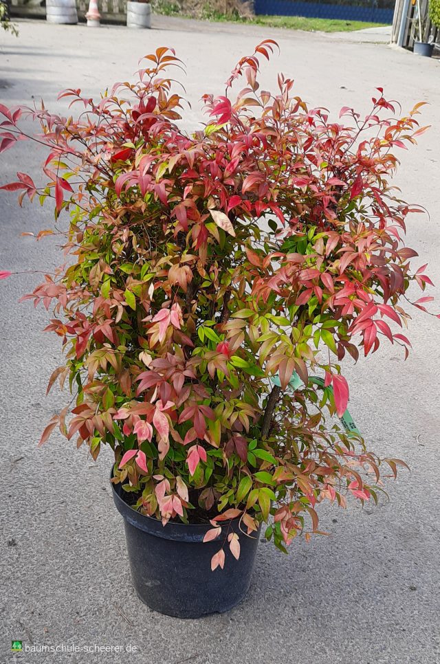 Heiliger Bambus 'Magical Sunrise'