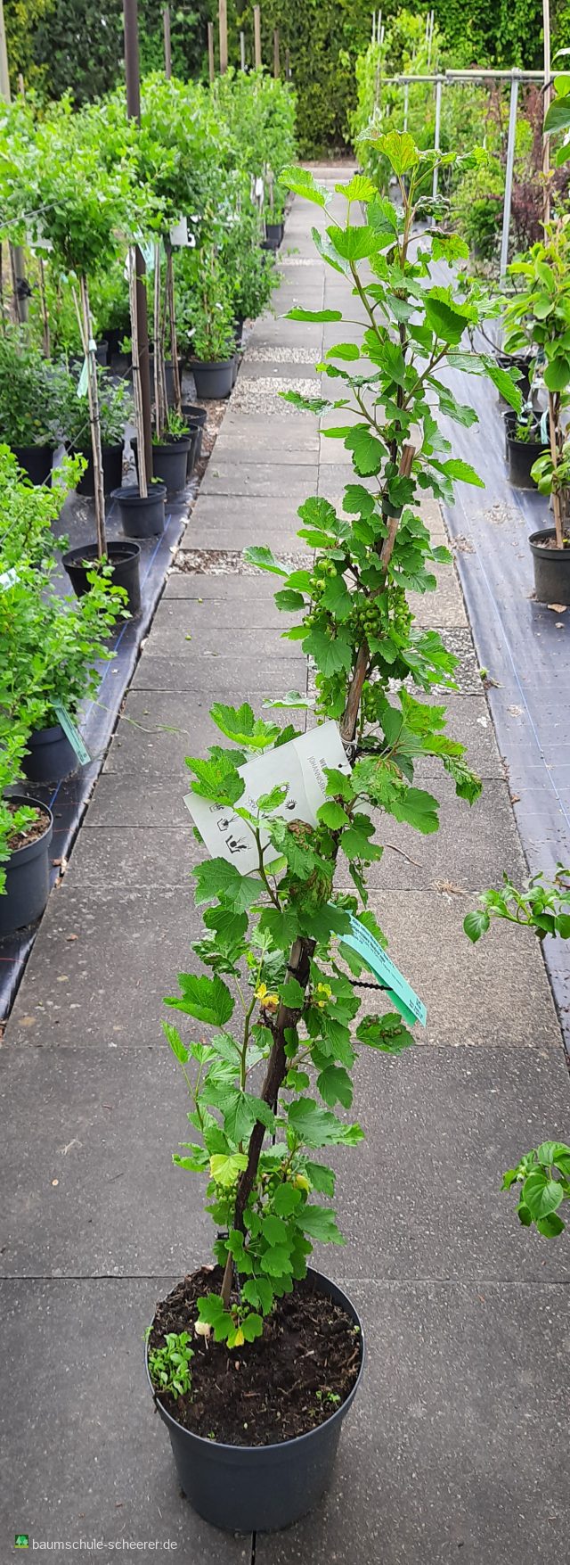 Johannisbeere 'Werdavia'            mittel