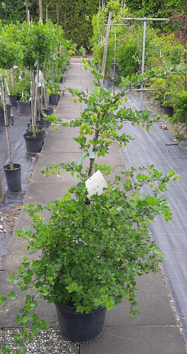 Stachelbeere 'Mucurines' grün