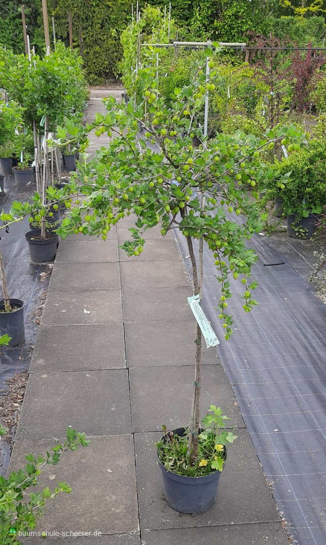 Stachelbeere 'Mucurines' grün