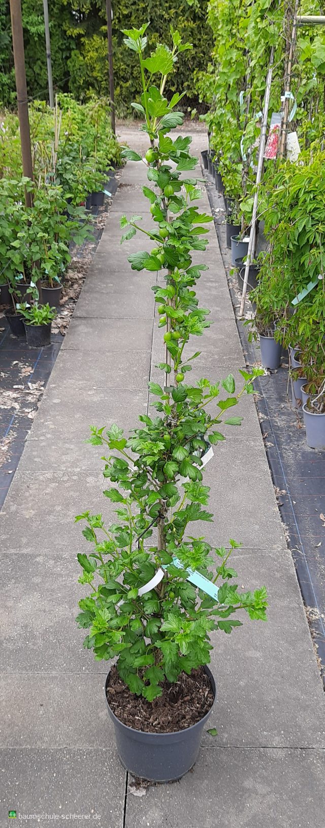 Stachelbeere 'Tatjana'