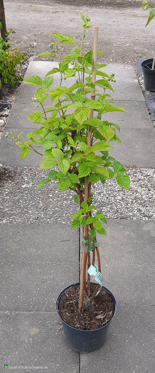 Himbeere 'Korbfüller'
