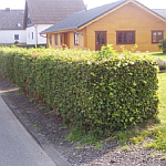 Hainbuche Carpinus betulus