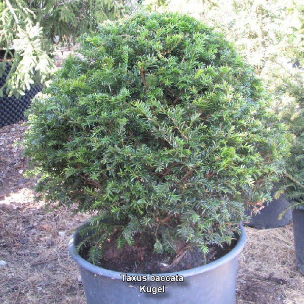 Taxus baccata Kugel